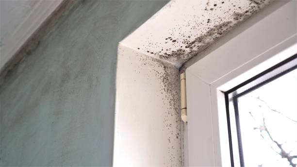 Best Black Mold Removal  in Darrington, WA
