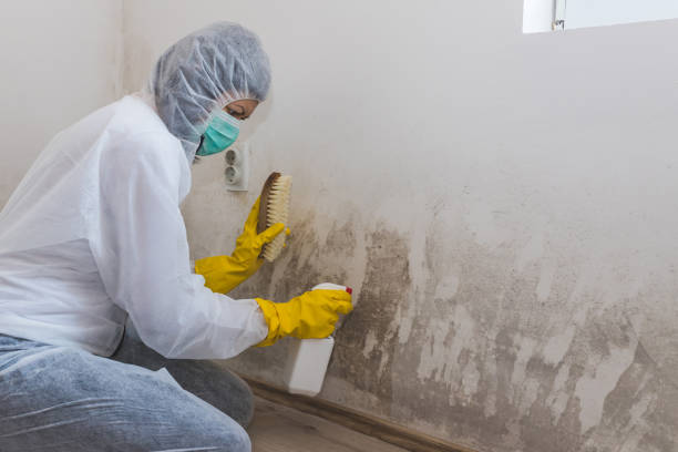 Best Local Mold Removal Service  in Darrington, WA