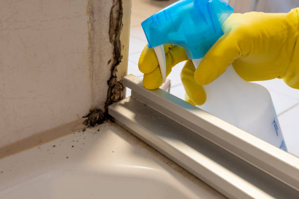 Best Office Mold Removal Services  in Darrington, WA
