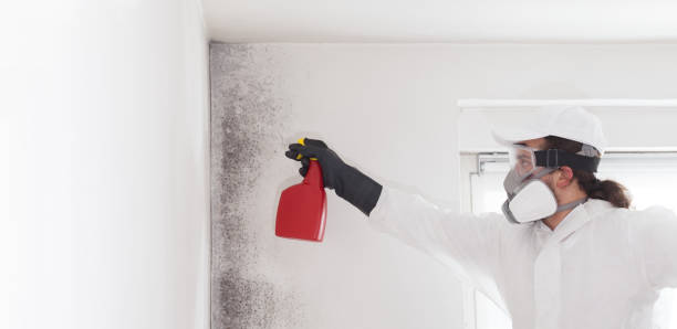 Best Fast Mold Removal  in Darrington, WA