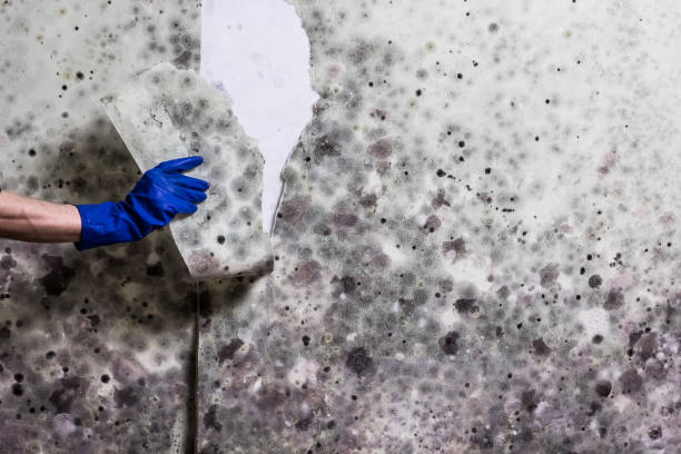 Best Mold Cleaning Services  in Darrington, WA
